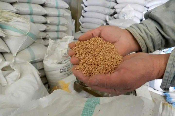 Will Pakistanis go hungry after heavy rains damage crops? - Vimarsana News
