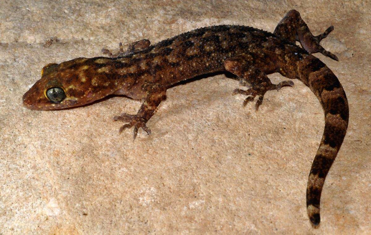 Help save Monitor Lizards: WWF-TRAFFIC - Vimarsana News