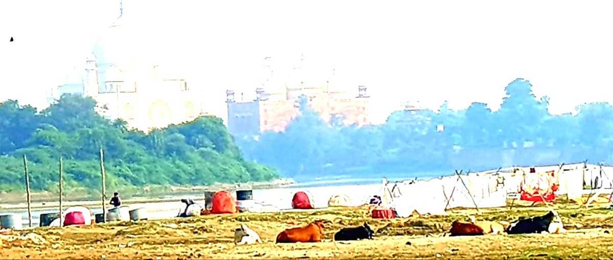 Stray bovine, canine, and simian nuisance bothers Braj Mandal - Vimarsana News