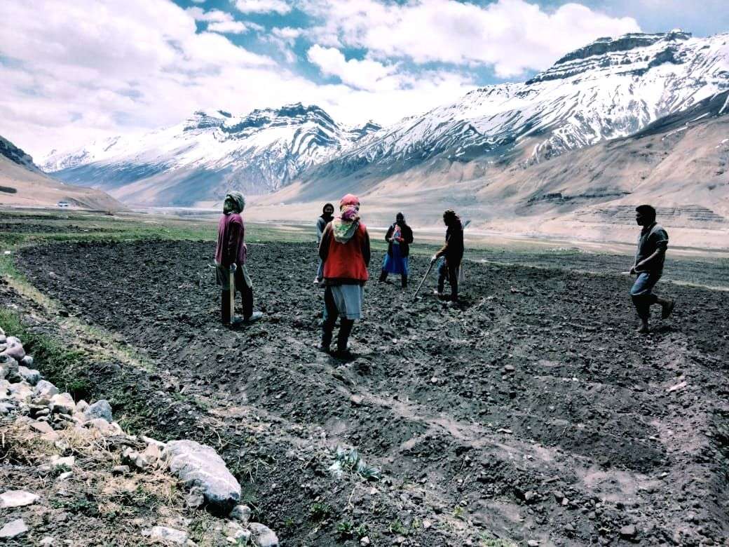 Himachal's cold deserts to be flush with green peas - Vimarsana News