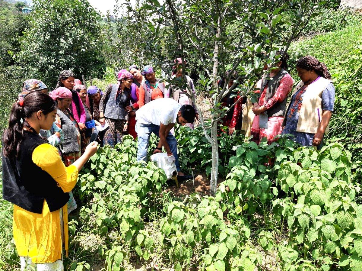 Himachal women farmers scripting success, natural way - Vimarsana News