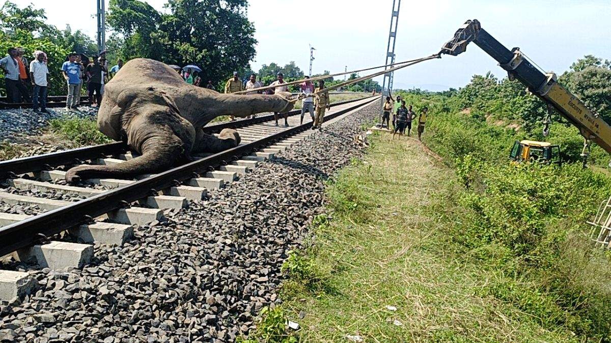 Speeding trains prove to be a jumbo problem for Assam's elephant population - Vimarsana News
