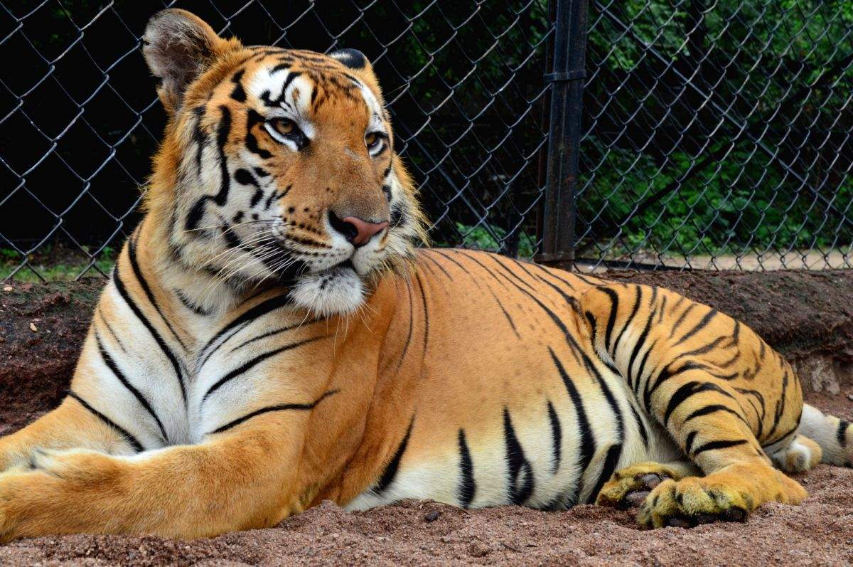 Hyderabad zoo mourns loss of elephant (83), leopard (21) - Vimarsana News