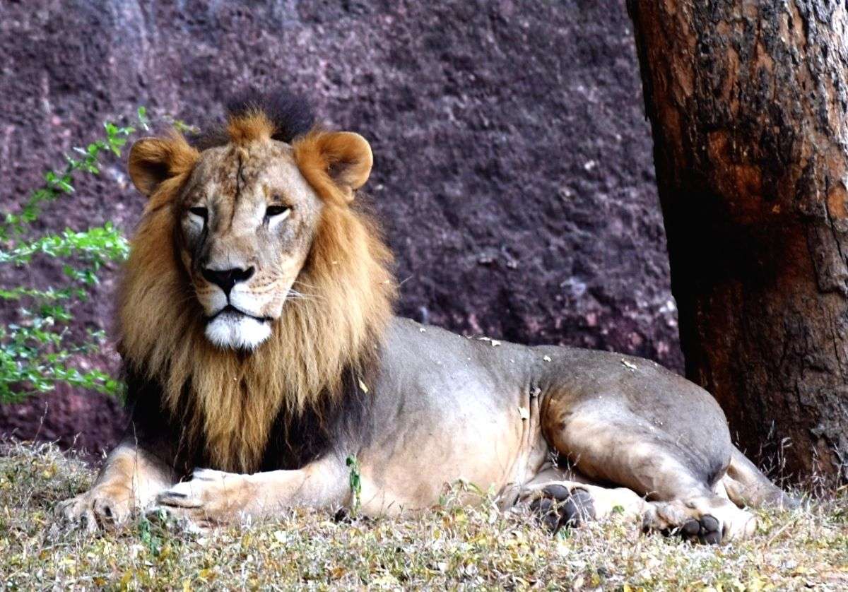 Pharma company adopts African lion at Hyderabad Zoo - Vimarsana News