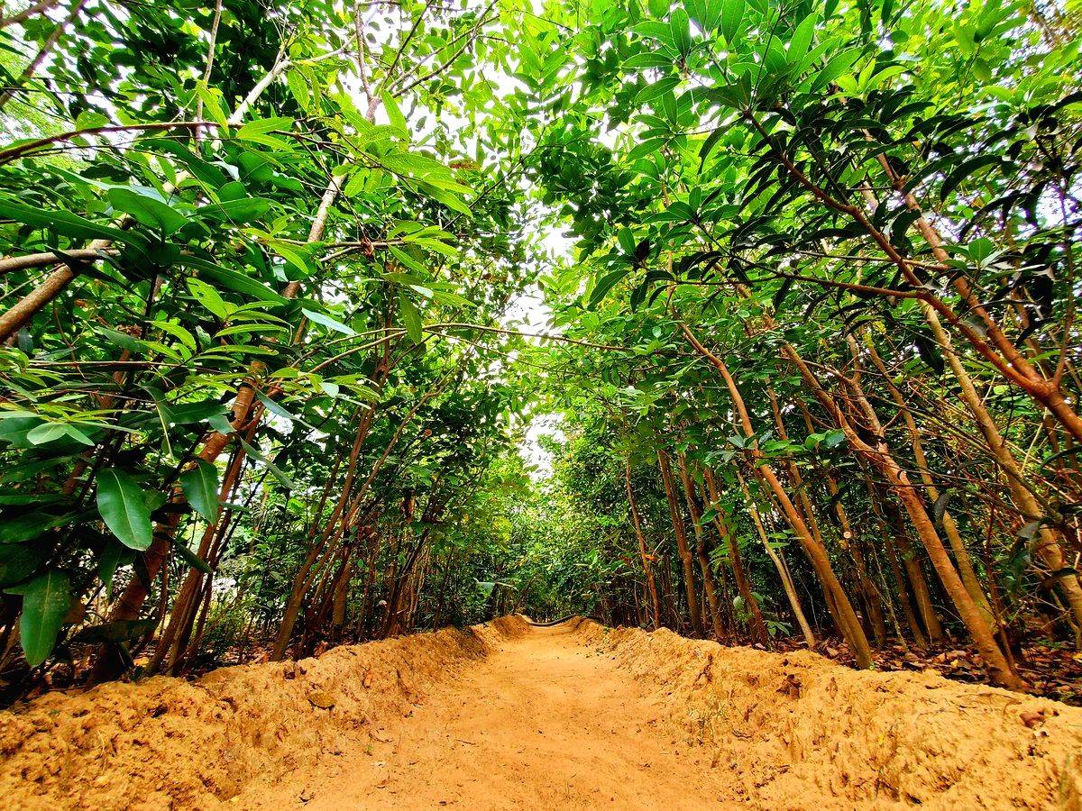 Forest cover in India increased by 24.62% since 2019: Report - Vimarsana News