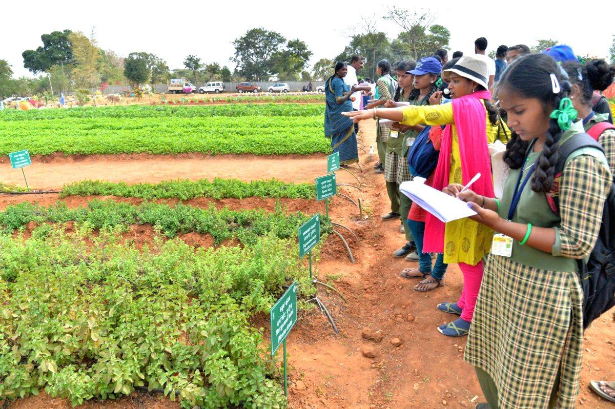 IIHR-Bengaluru develops disease resistant chillies - Vimarsana News