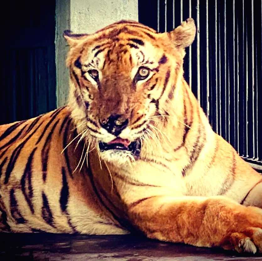 Global Tiger Summit likely to be deferred to April - Vimarsana News