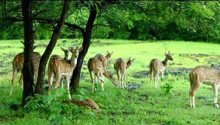 Proposal for wildlife university in UP's Bareilly - Vimarsana News