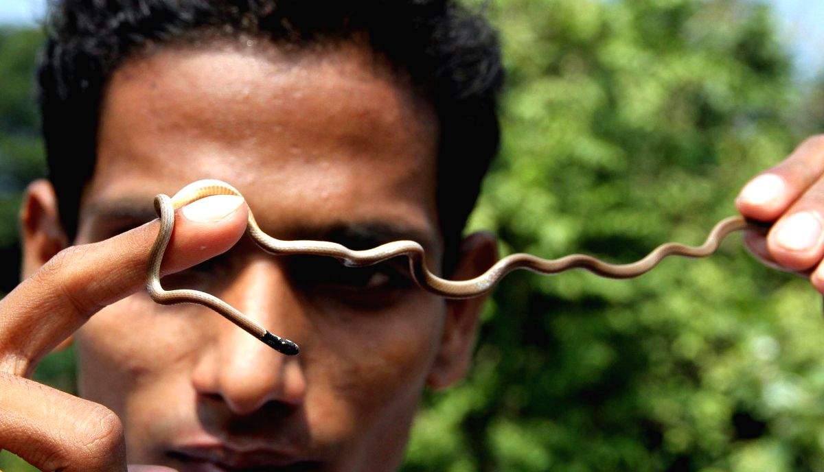 40 baby snakes emerge from AC in farmer's house