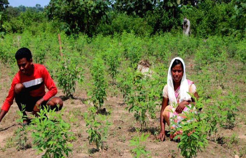 In Malkangiri's tribal villages, every drop saved today is an investment for tomorrow - Vimarsana News