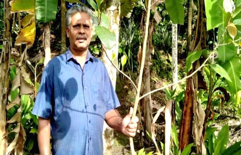 Tree banking project in Kerala's Wayanad prime example of community effort reaping results - Vimarsana News