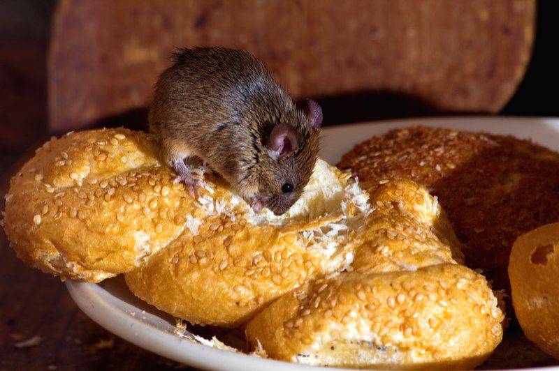 Indian-origin food firm owner in UK fined 7K pound after mice droppings found in store - Vimarsana News