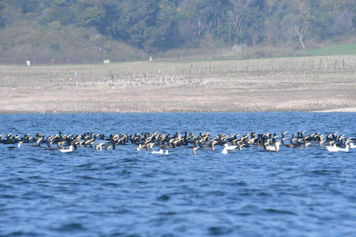 Influenza-hit Pong wetlands host 40,570 bar-headed geese - Vimarsana News