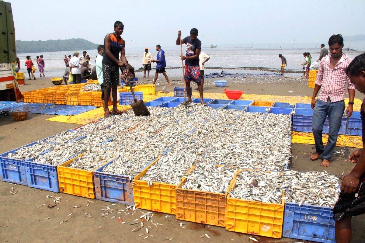 Fearing a 'fish famine', Goa takes steps to increase production - Vimarsana News