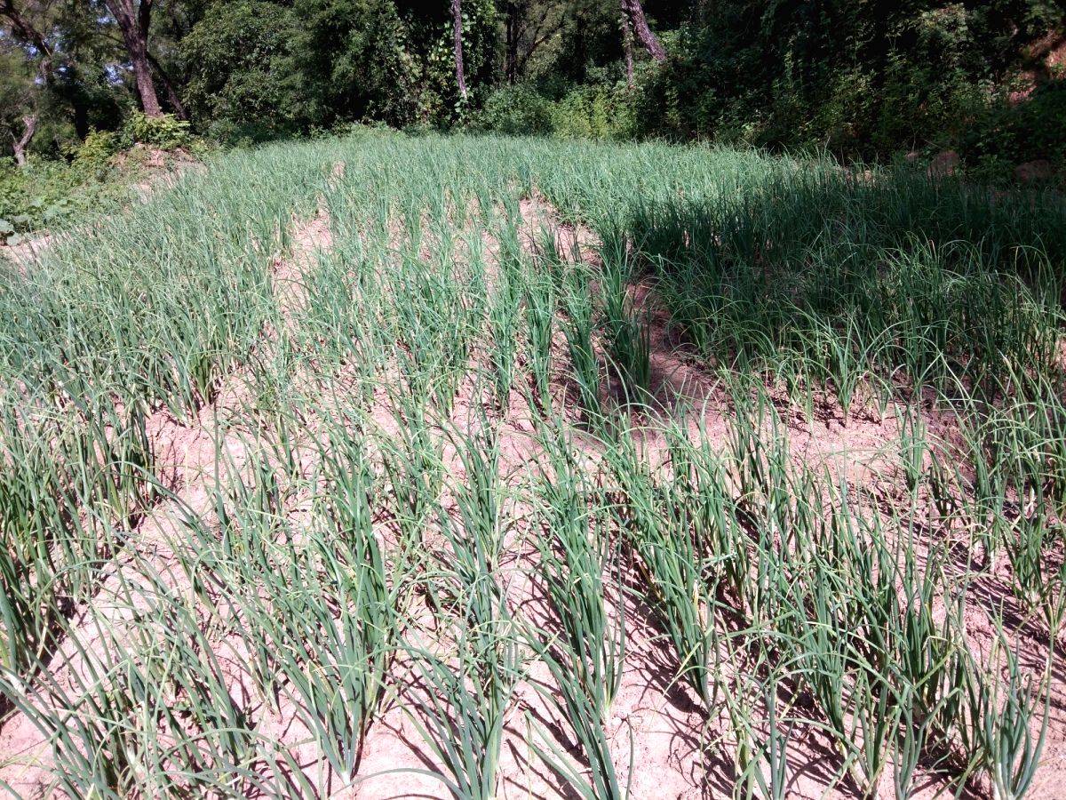 1.71 lakh farmers grow chemical-free crops in Himachal - Vimarsana News