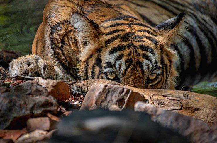 Masanagudi in TN tense with killer tiger still on the prowl - Vimarsana News