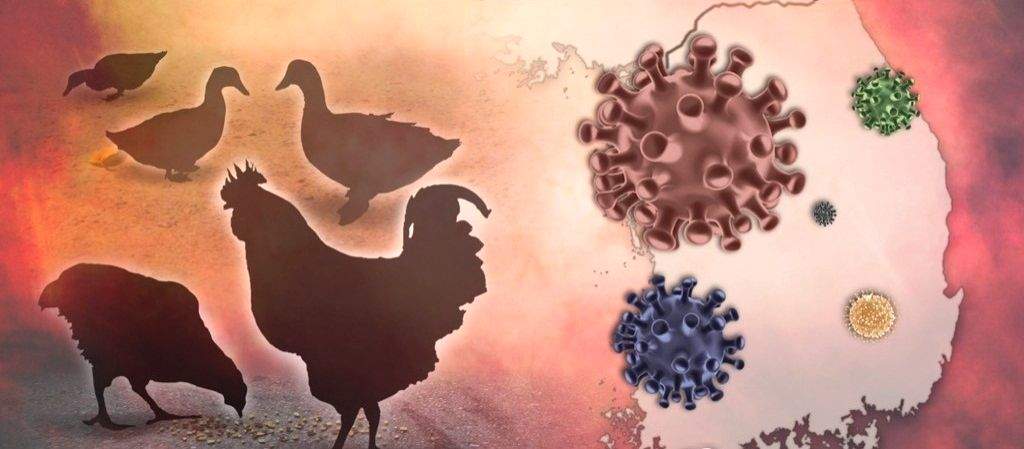 Bird flu scare in Bihar's Supaul after samples test positive - Vimarsana News