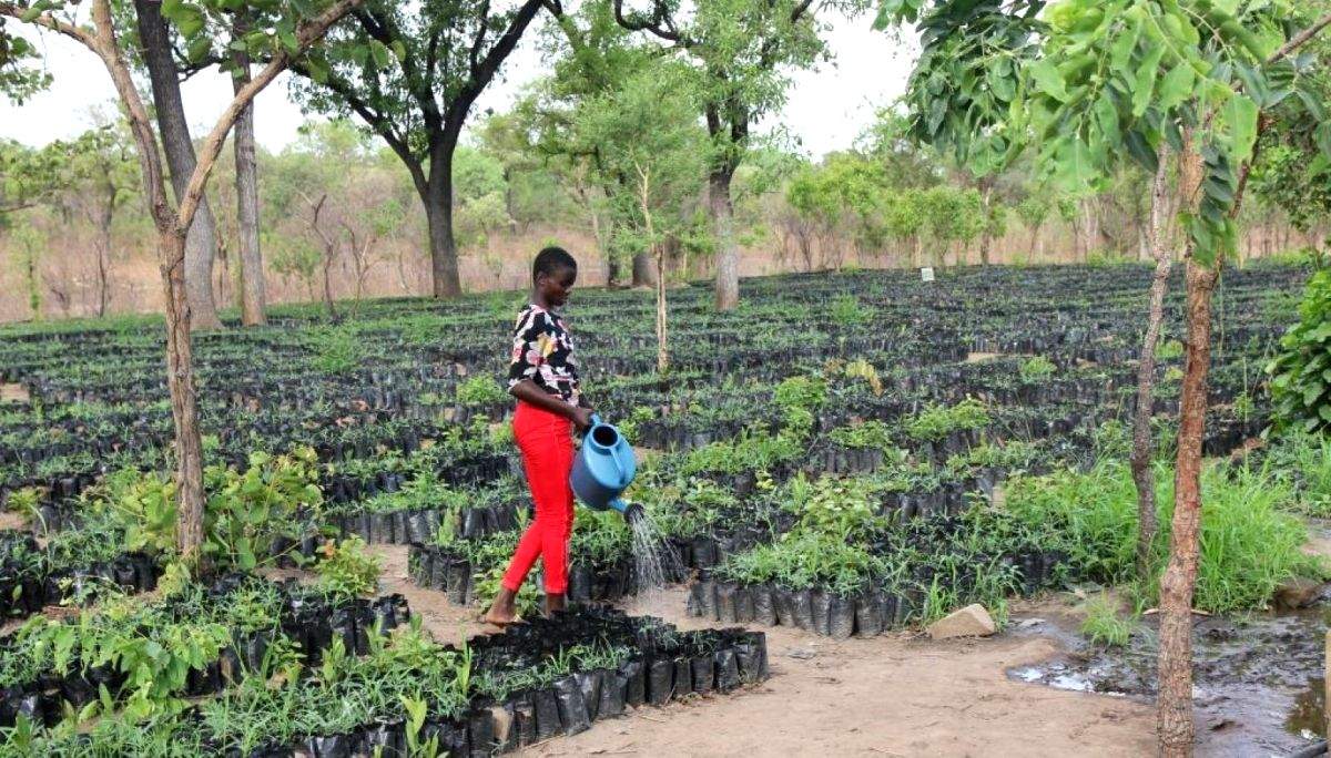 IUCN barometer documents ecosystem restoration in 18 countries - Vimarsana News