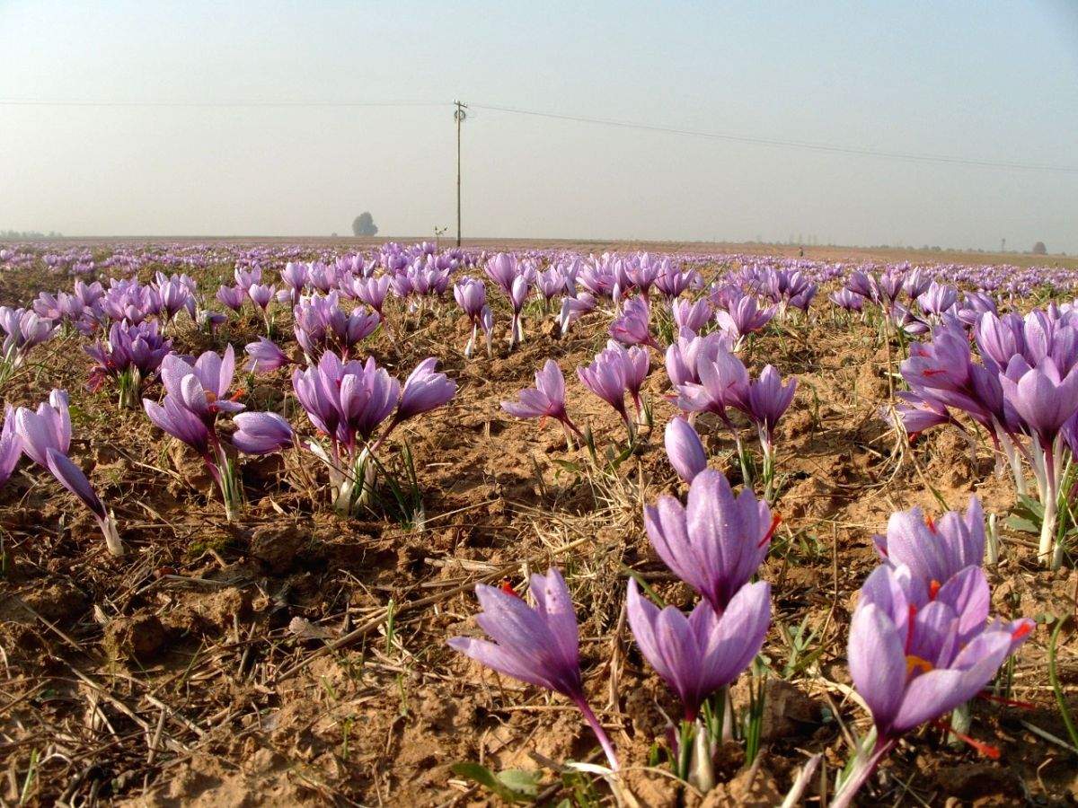 J&K govt's initiatives for saffron farmers yielding fruitful results - Vimarsana News