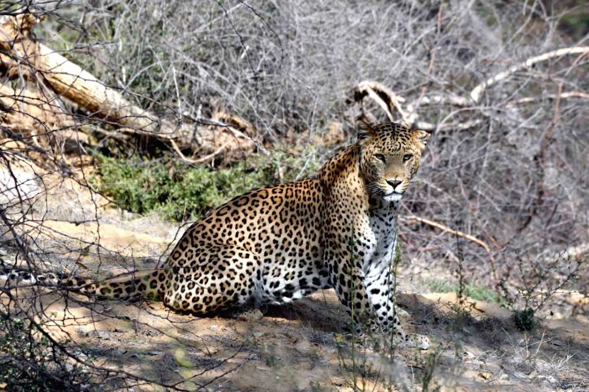 Jaipur becomes only city in India with 2 leopard safaris - Vimarsana News
