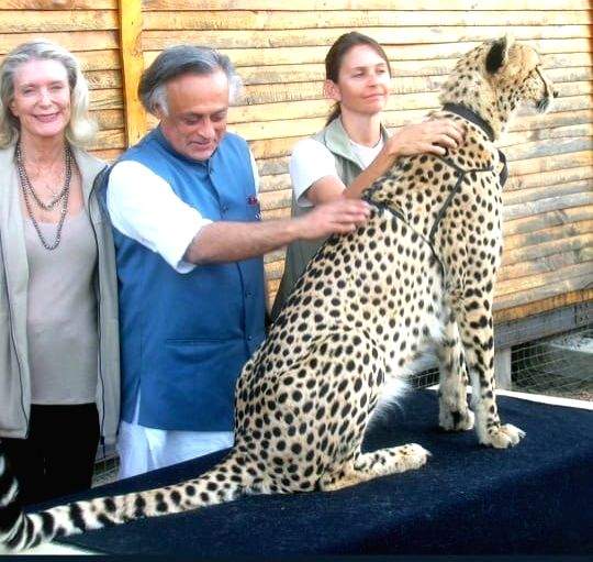 Congress attacks BJP govt over Cheetah deaths - Vimarsana News