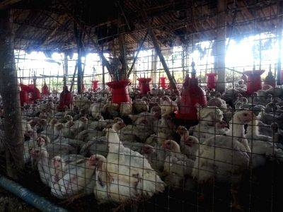 Reinforce surveillance to reduce avian influenza spillover: UN-backed scientific task force - Vimarsana News