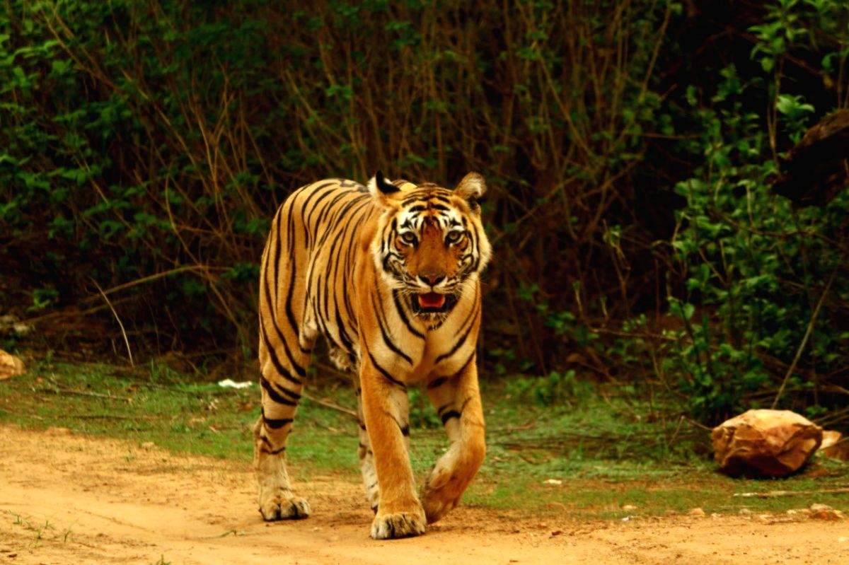 From Indira Gandhi to Modi, Bandipur has become world's top tiger habitat - Vimarsana News