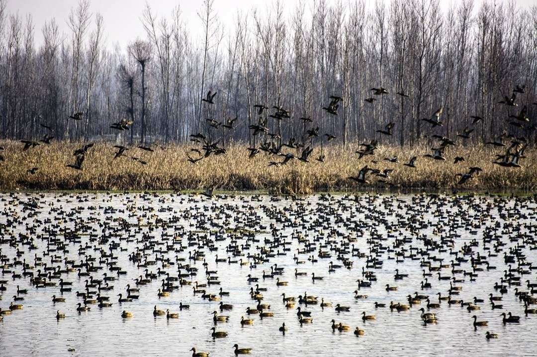 Kashmir's feathered friends have arrived at last! - Vimarsana News