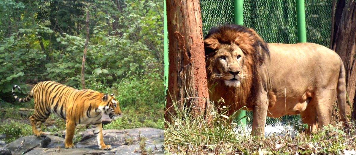 Kevadia to unveil new jungle safari: Lions and tigers to roam freely in habitat - Vimarsana News