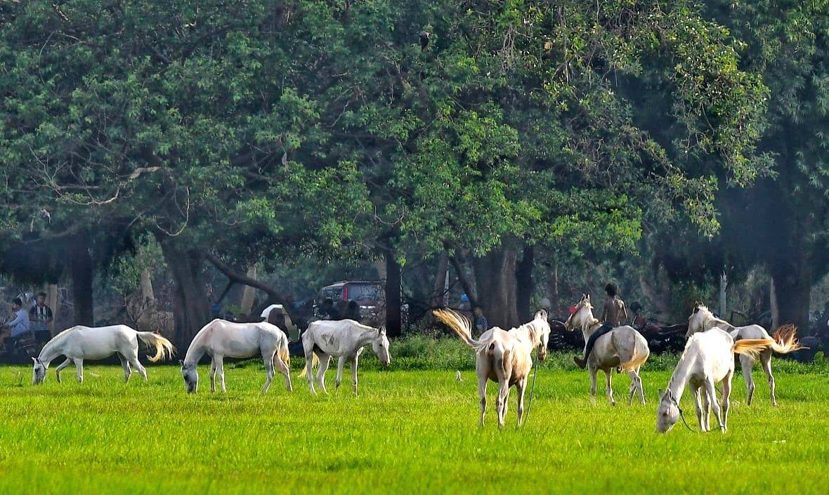 Horses continue to be mal-treated in Kolkata, report finds - Vimarsana News