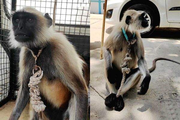 Langur kept as illegal pet to shoo away monkeys rescued in Agra - Vimarsana News