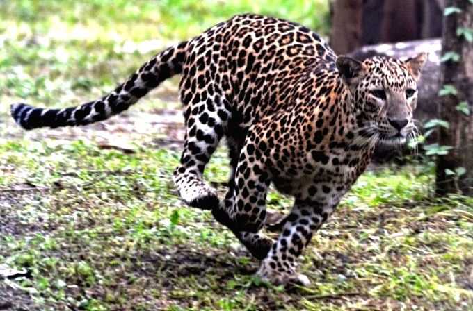Leopard spotted in K'taka city; 22 schools announce holiday - Vimarsana News
