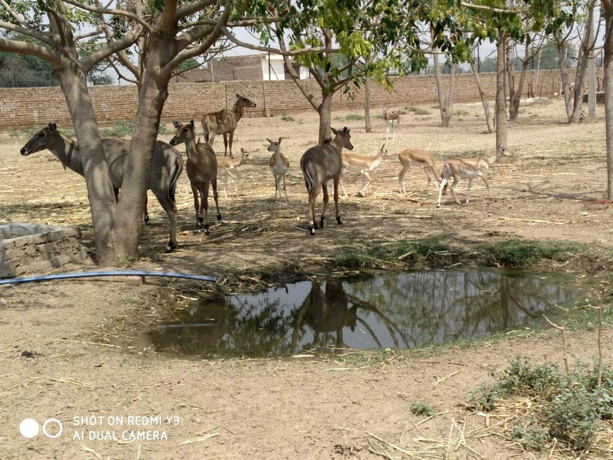 Living inside a wildlife sanctuary, this community marries conservation and co-existence - Vimarsana News