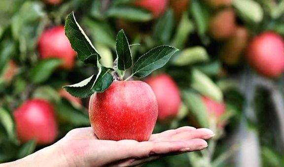 Centre approves Rs 135 cr apple cluster for J&K's Shopian - Vimarsana News