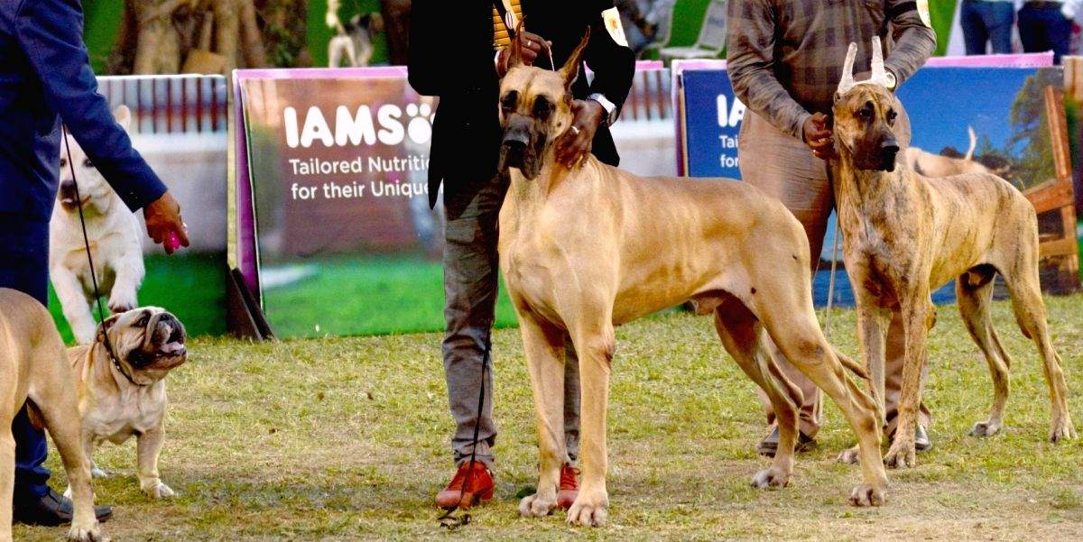 Goa contemplating to identify ferocious breeds of dog, says Minister in Assembly - Vimarsana News