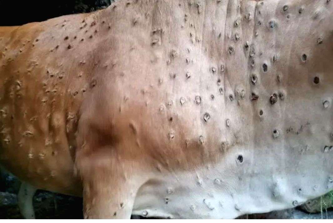 Indigenously developed Lumpi-ProVac vax to tackle Lumpy Skin Disease - Vimarsana News