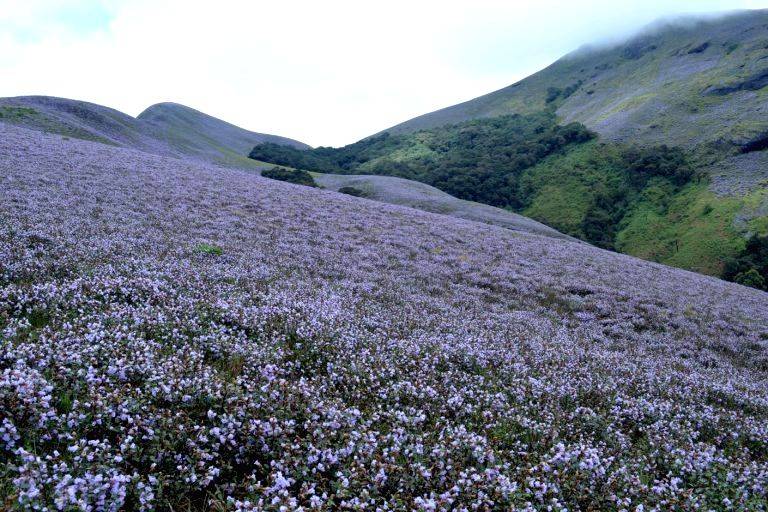 Madikeri hills witness Neelakurinji bloom after 12 years - Vimarsana News