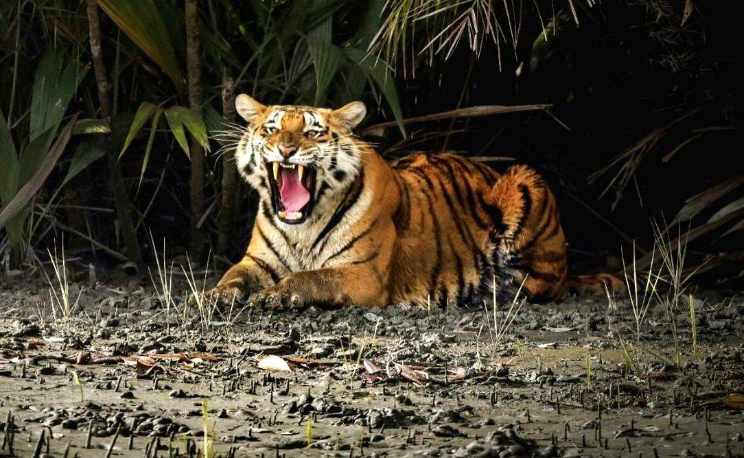 Tigers attack villagers near MP sanctuary in two separate incidents - Vimarsana News