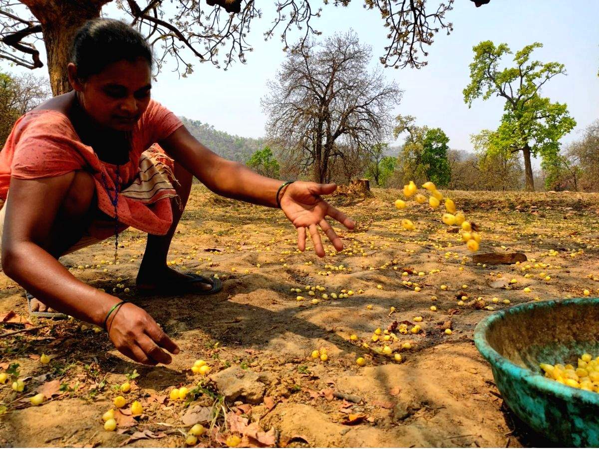 Mahua in full bloom, but women flower collectors in a state of gloom - Vimarsana News