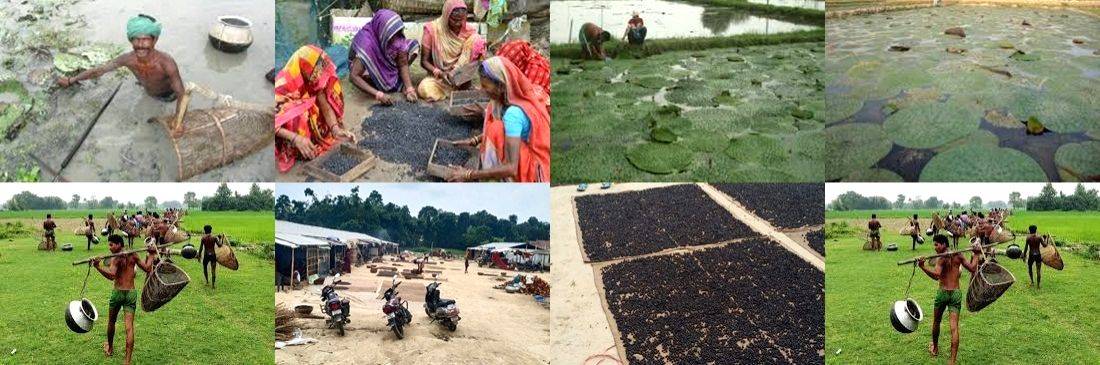 Mithilanchal's makhana may be hip, but its growers don't get ample returns - Vimarsana News