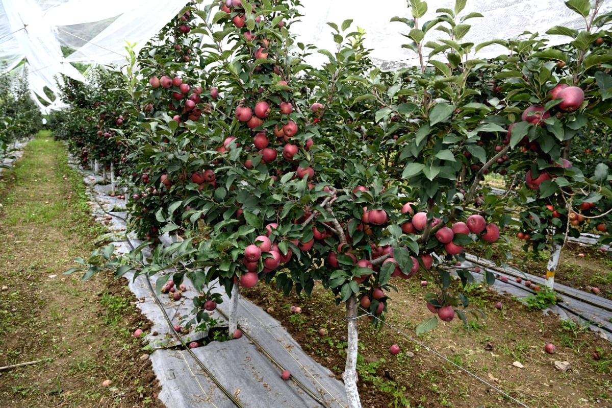 Women farmers in Himachal launch company for marketing chemical-free produce - Vimarsana News