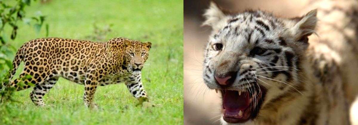 28 countries come together to combat illegal trade of big cats - Vimarsana News