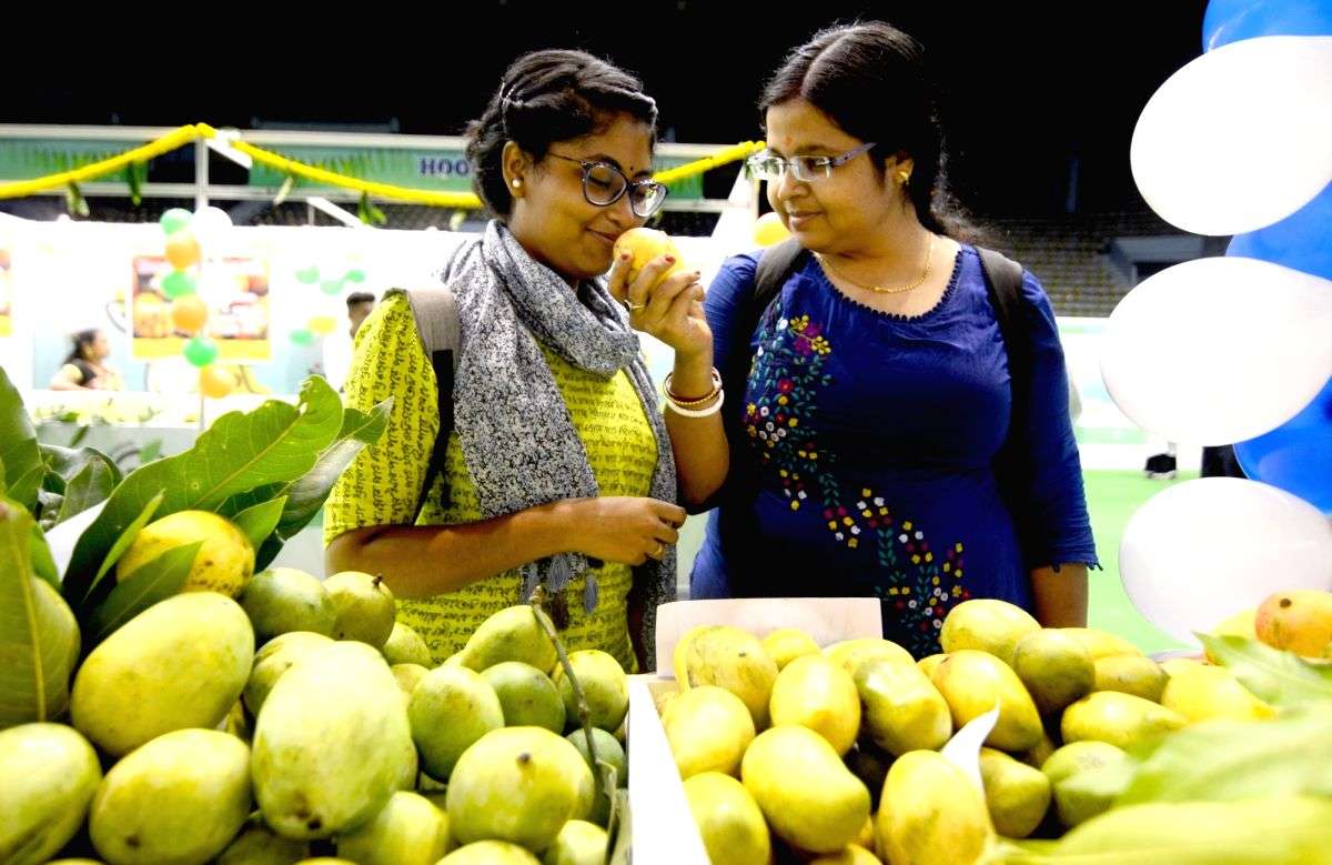 Mangoes, UP's pride, don't taste as good as before due to freakish weather - Vimarsana News
