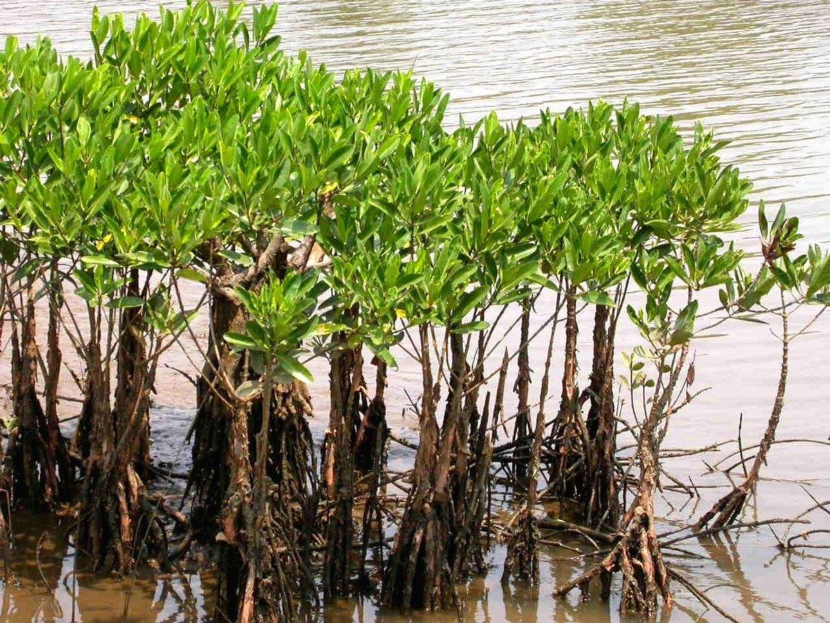 Sunderbans women show the world how mangroves reduce impact of cyclones - Vimarsana News