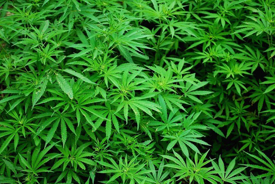 San Francisco approves cannabis equity legislation - Vimarsana News