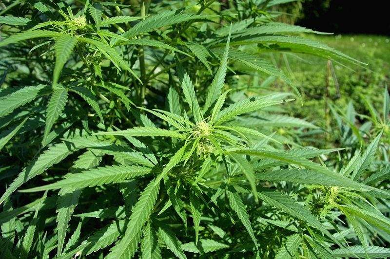 Spanish police dismantles largest marijuana plantation in Europe - Vimarsana News