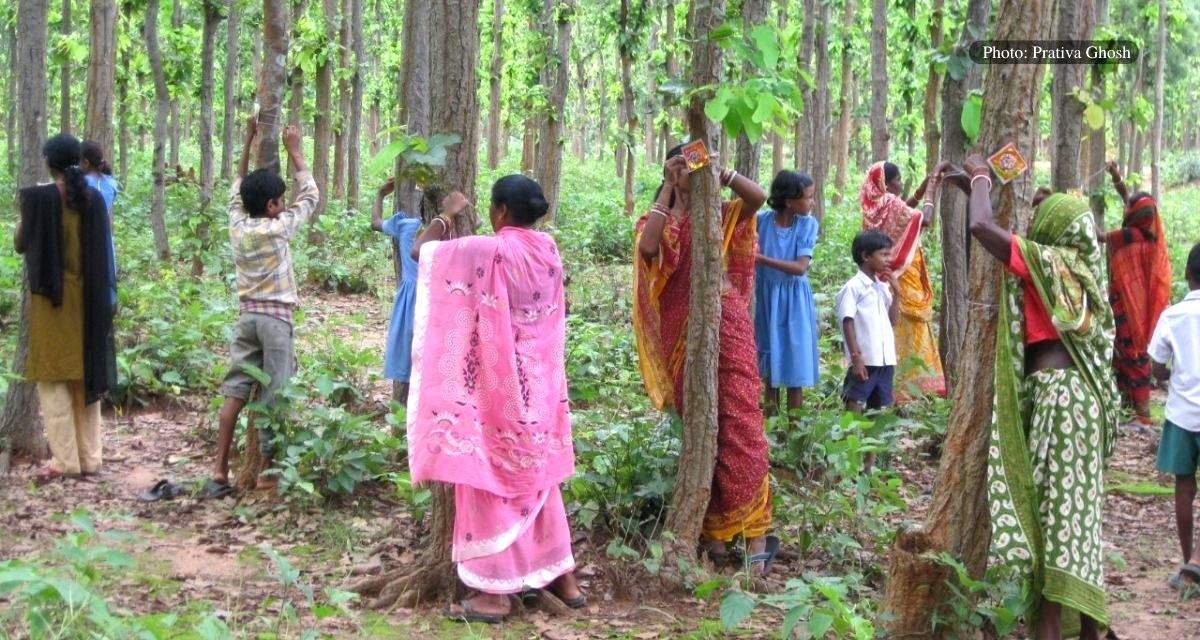 Mayurbhanj's tribal communities bind with the best, tie rakhis to trees - Vimarsana News