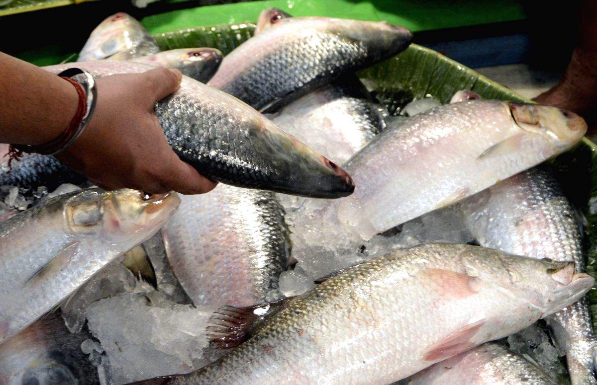 Meghalaya bans sale, distribution of imported fish for 15 days - Vimarsana News