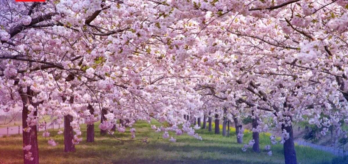 Meghalaya gears up to host 3-day 'Cherry Blossom Festival' - Vimarsana News