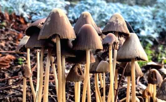 Microdoses of mushrooms may help fight mental disorders: Study